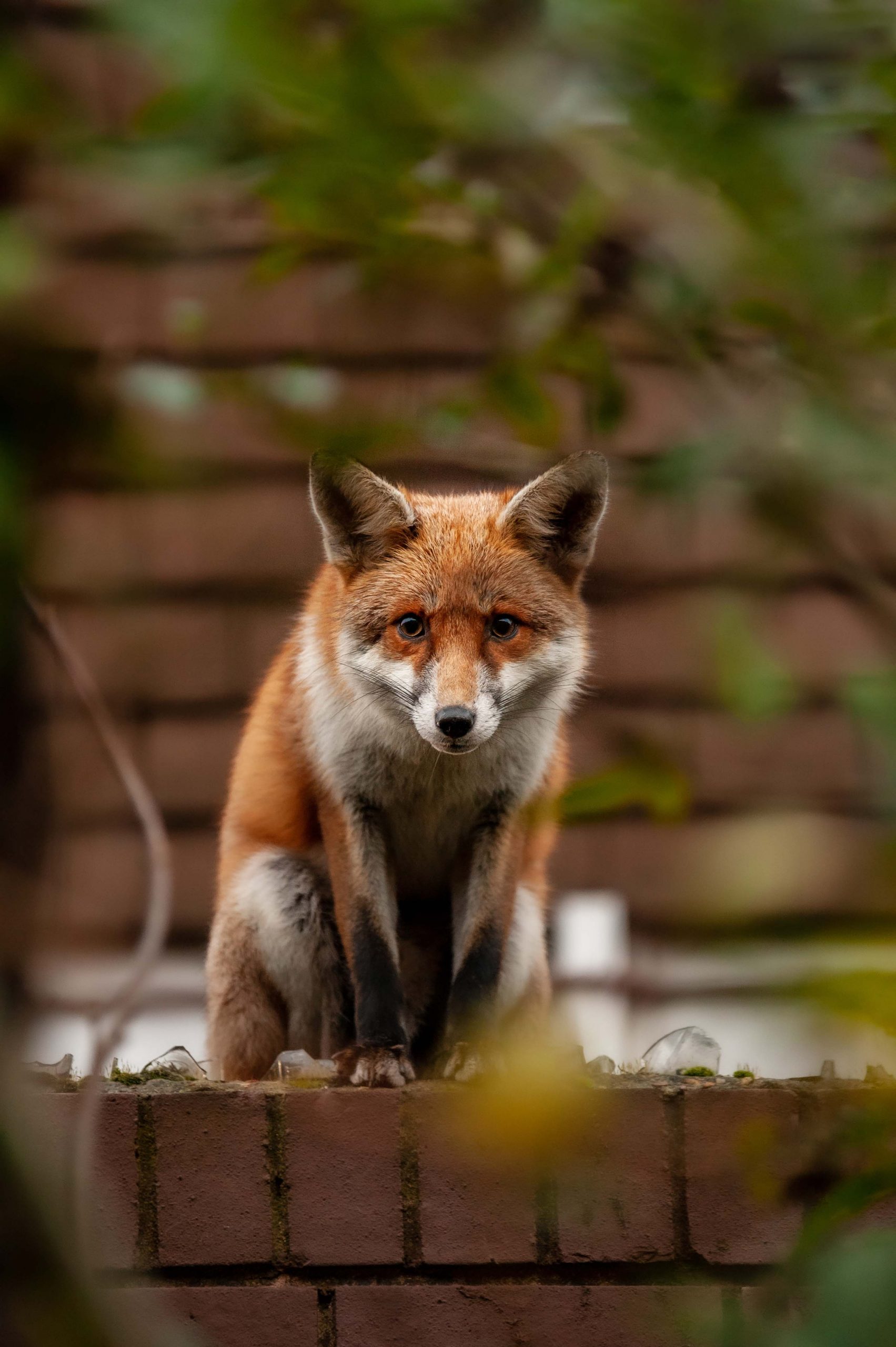 Red fox (Vulpes vulpes) wandering on top of brick wall spiked with broken glass during his early morning visit in residential gardens in north London, UK.